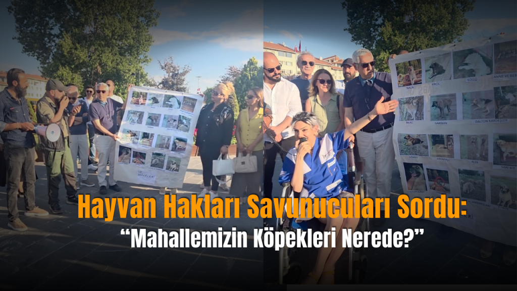 Sivas’ta Sokak Hayvanları İçin Şeffaflık Talepleri ve Soru İşaretleri