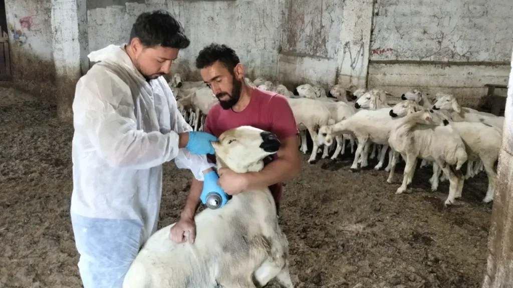 Suşehri’nde küçükbaş hayvan denetimi sürüyor
