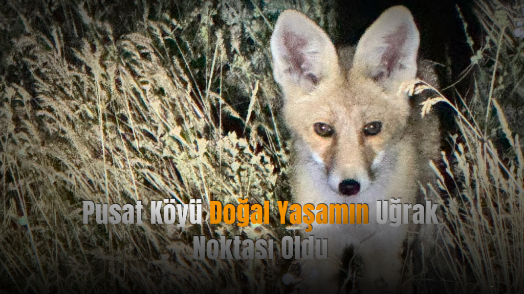 Tilki Görüntülendi: Pusat Köyü’nde Doğal Yaşam Hareketliliği