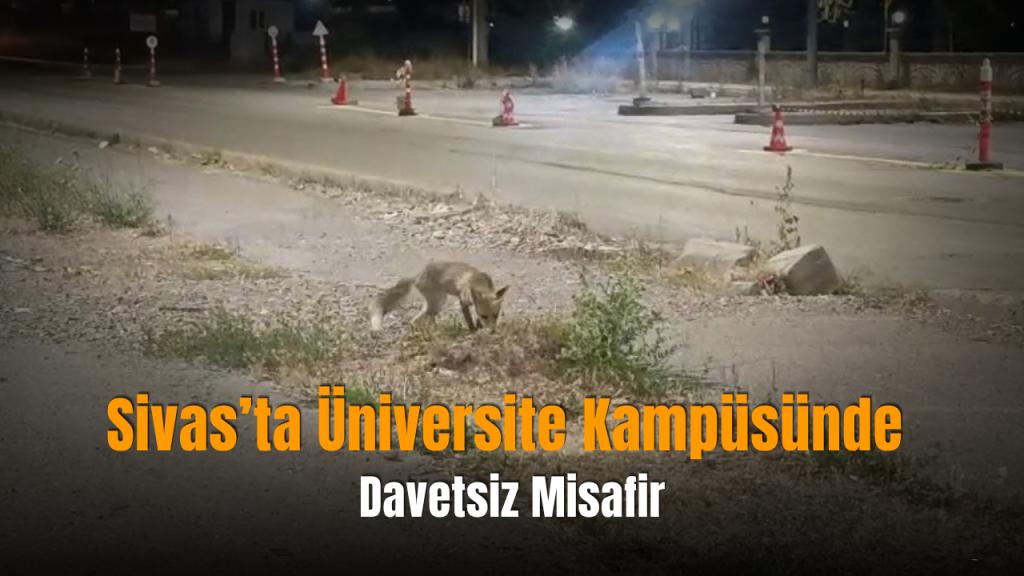 Tilki Öğrencilerin Kafeler Bölgesinde Görüntülendi