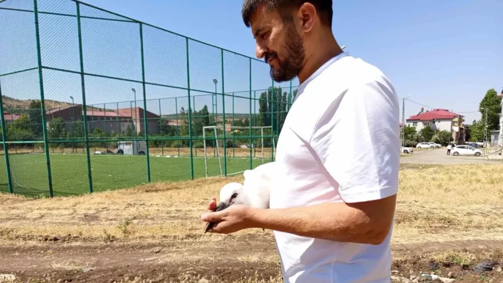 Yavru leylek doğaya bırakıldı: Kısa süreli dolaşmanın ardından adapte oldu