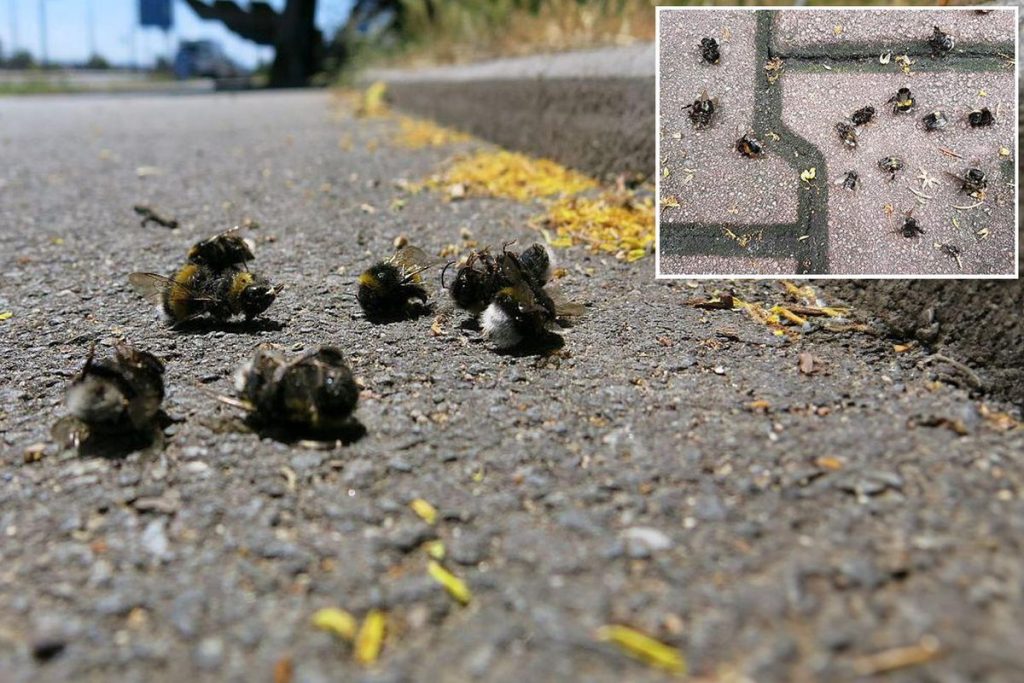 Yaz Aylarında Bombus Arılarıyla İlgili Uzman Açıklamaları