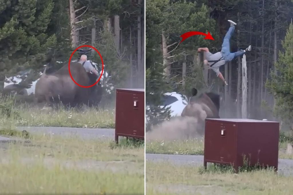 Yellowstone’da Bizon Saldırısı: Turistler İçin Uyarılar Yeniden