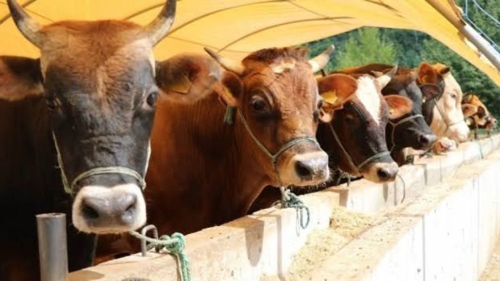Ari İşletmelerde Hastalık Kontrolü Hızlandı ve Gözetim Güçlendirildi