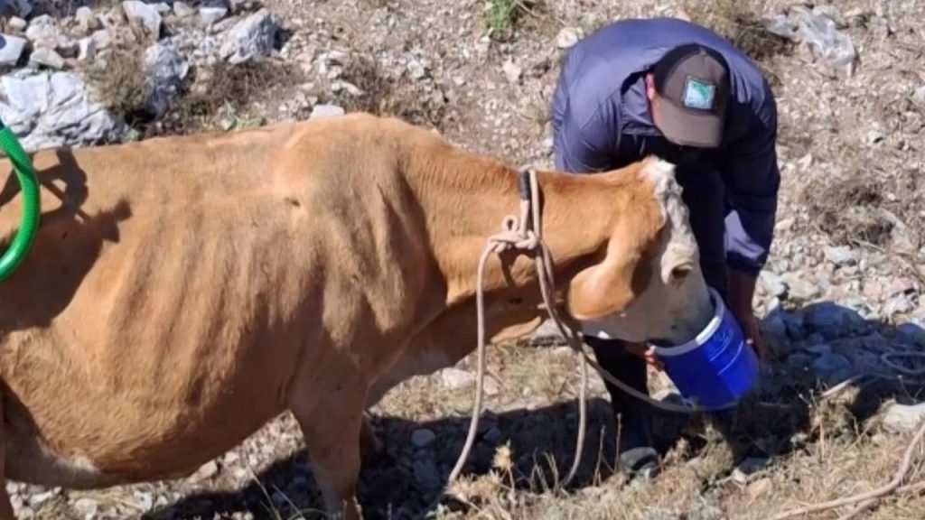 Gebe İnek Kurtarma Operasyonu Köyde Tamamlandı