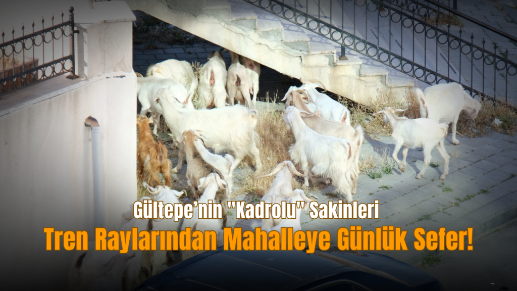 Gültepe’de Sokak Hayvanları Mahallenin Maskotları Oldu