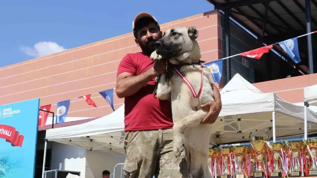 Kangal Çoban Köpekleri İçin Irk Standartları Yarışması Sivas’ta