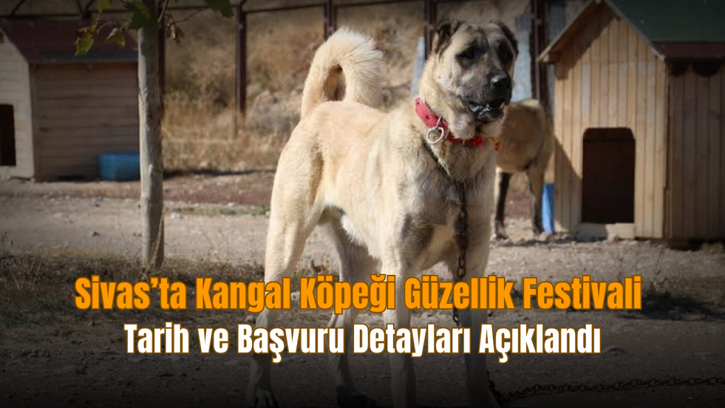 Kangal Köpekleri İçin Festival: Yaş Grupları ve Ödüller Açıklandı