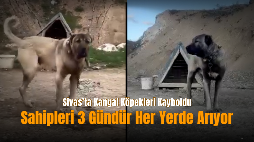 Kangal köpekleri kayıp: Şahin kardeşler yardım çağrısı