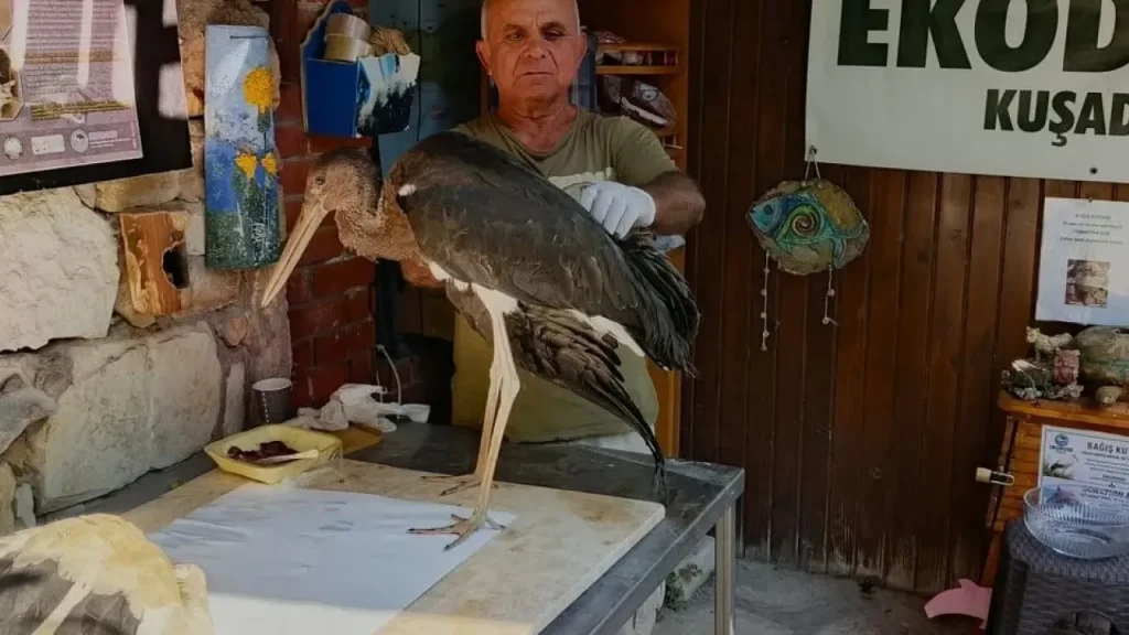 Kuşadası’nda Yaralı Leylekler ve Karaleylek Kaydı