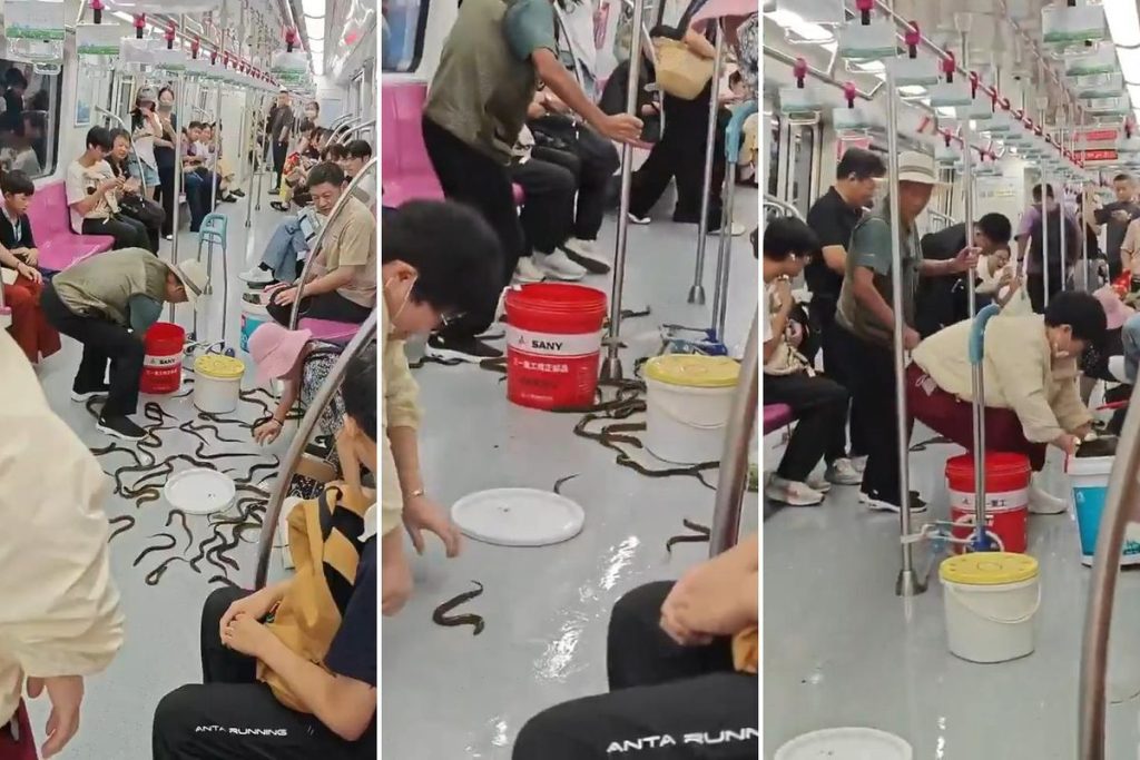 Nanjing Metro’da canlı karışıklık: Yılanbalıkları vagona yayıldı