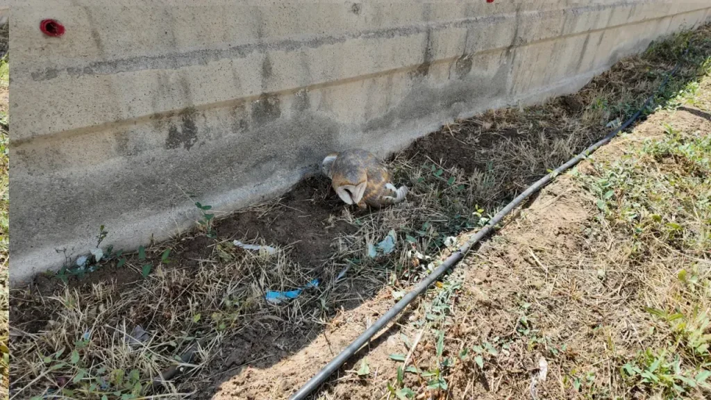 Okul Bahçesinde Bulunan Baykuş Tedavi İçin Koruma Altında