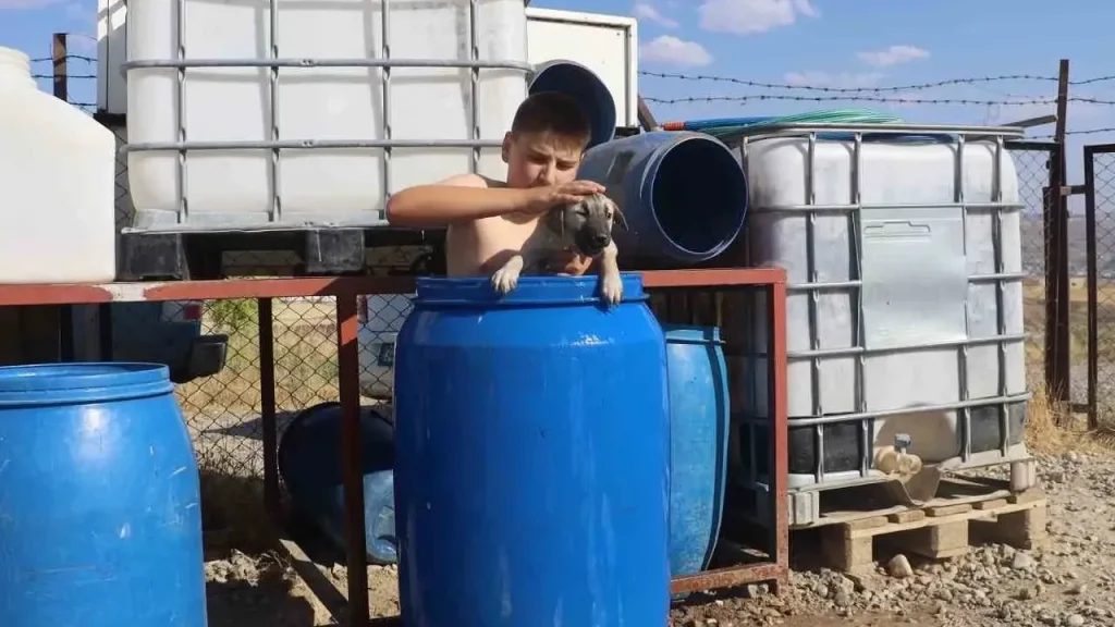 Sıcaklar Kangal Köpeklerini Etkiledi: Ali Yıldız’dan Serinletici Anlar