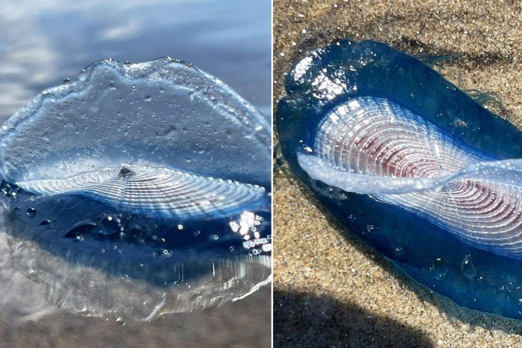 St Bees Plajı’nda Velella velella sürprizi