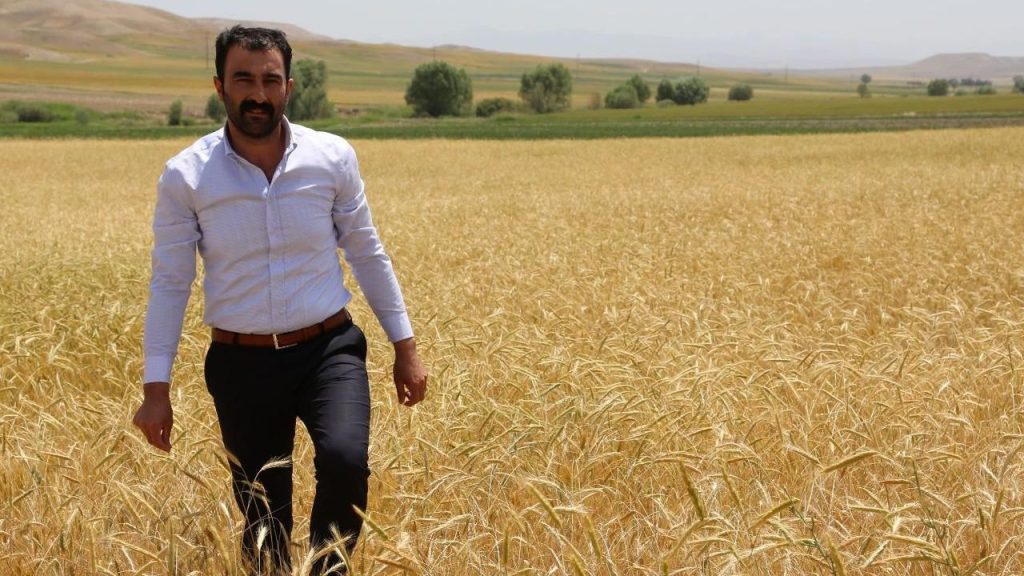 TMO Alımında Üretici Korunmalı: Çavdar Karışımlı Buğdaylar Yemlik Olarak Değerlendirilsin