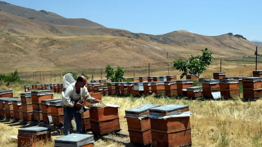 Zilan Yaylası’nda Hasat Başladı: Güvenli Koşullarda Arıcılık Devam Ediyor