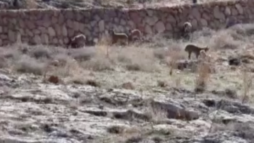 Divriği Cam Seyir Terası’nda dağ keçileri görüntülendi