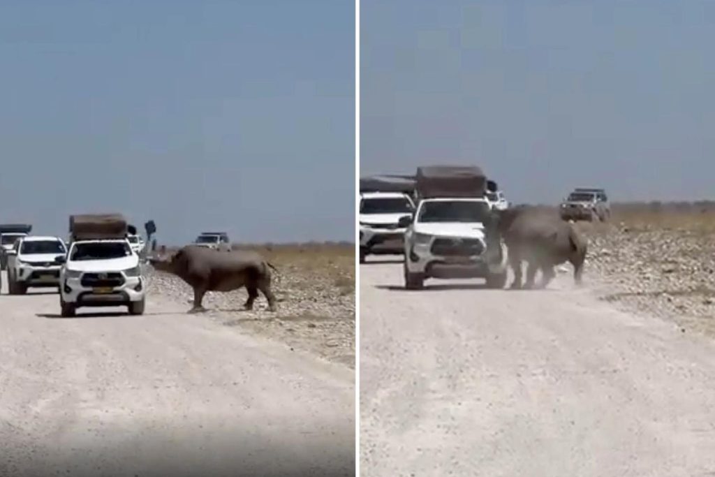 Etosha’da Siyah Gergedan Saldırısı: Turistler ve Araç Zarar Gördü