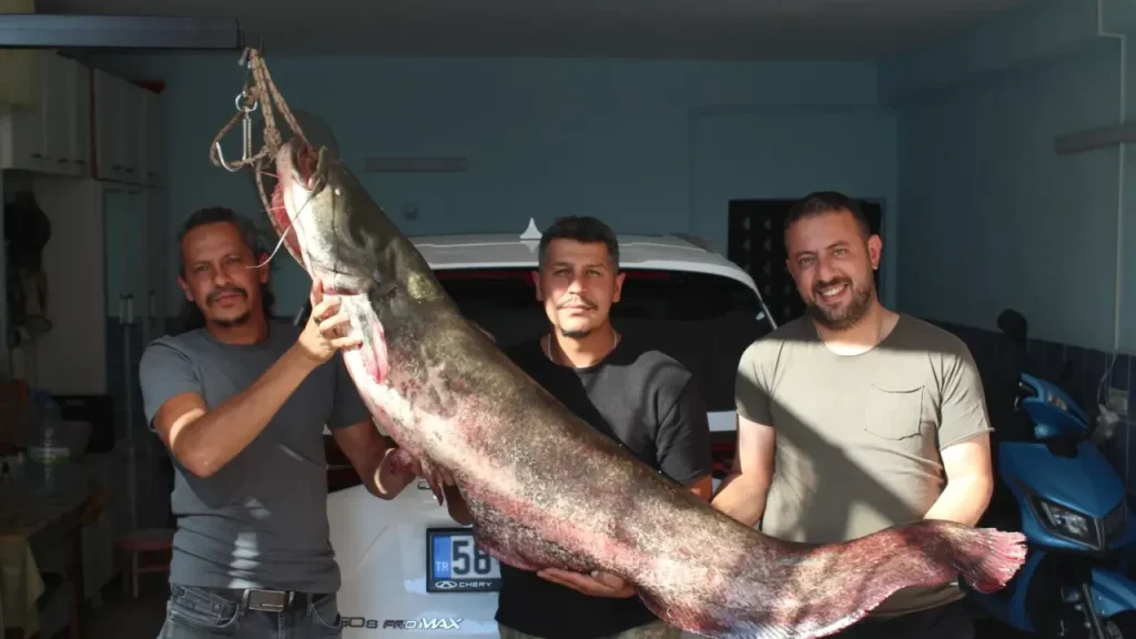 Kızılırmak’ta Büyük Balık Heyecanı Yaşandı