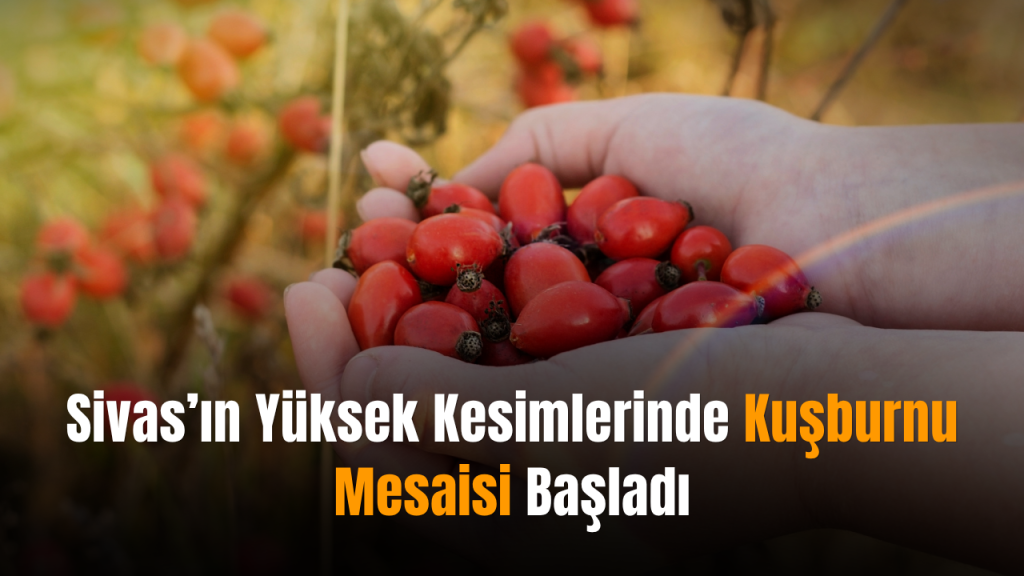 Kuşburnu Hasadı: Yükseklerde Sonbahar Coşkusu