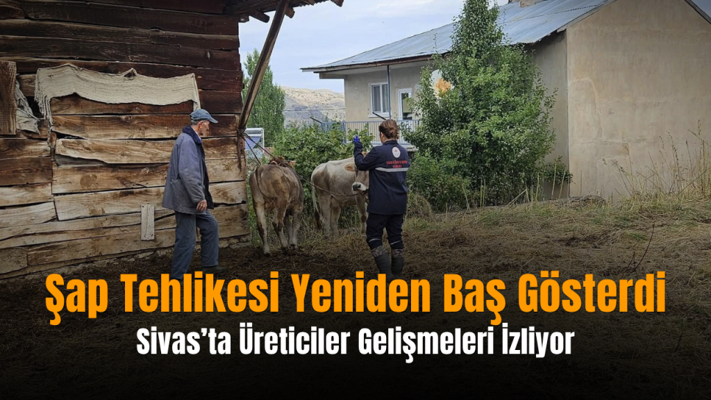 Sivas’ta Şap Aşılama Devam Ediyor ve Pazar Kararı Takipte