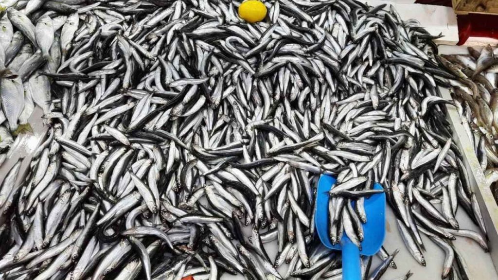 Trol ve gırgır avcılığına dönüş: Yeni sezonda denizde hareketlilik artıyor