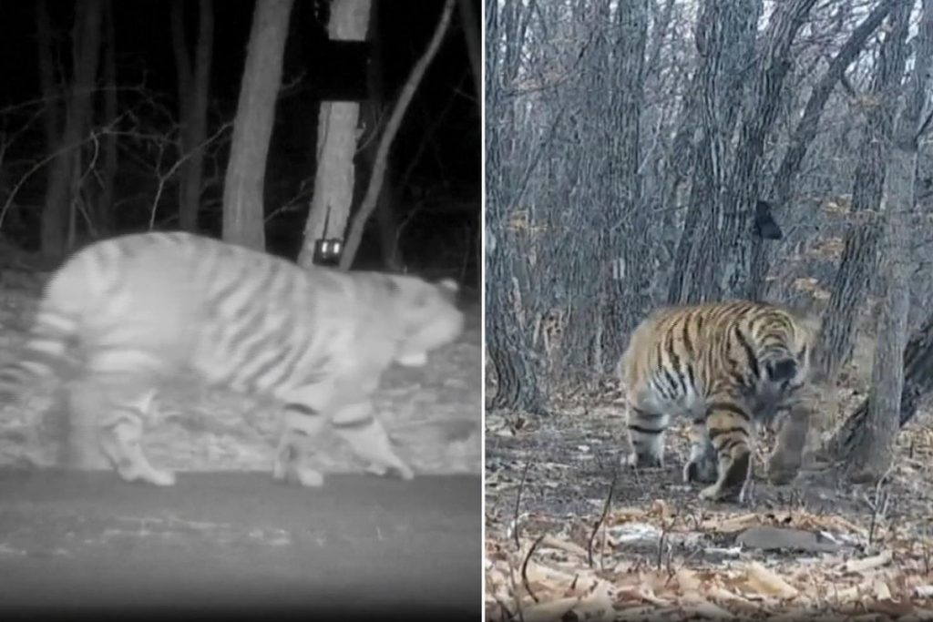 Amur kaplanlarında yeni dişi birey kaydı ve Wandashan-1 ile etkileşim ihtimali