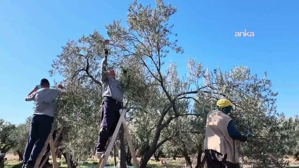 Aydın ve Çevresinde Zeytin Üreticileri Zorluk Yaşıyor