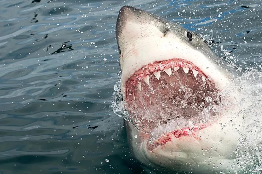 Baja California açıklarında teknefaciasında 27 kişi arasından 11 kayıp
