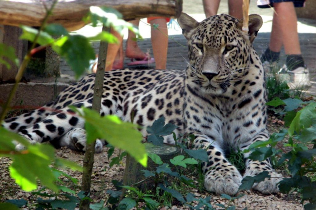 Beekse Bergen’de Leopar saldırısı: Bakıcı ağır yaralı