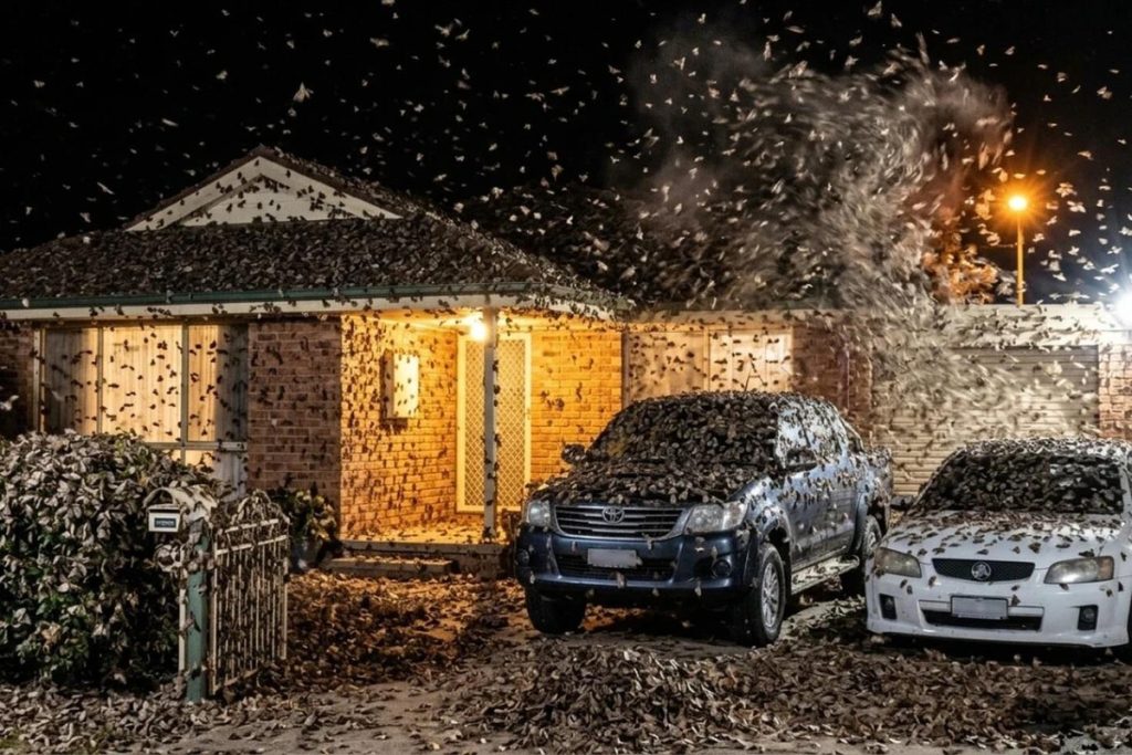 Bogong güvesi göçü bu yıl şehir ışığında toplandı