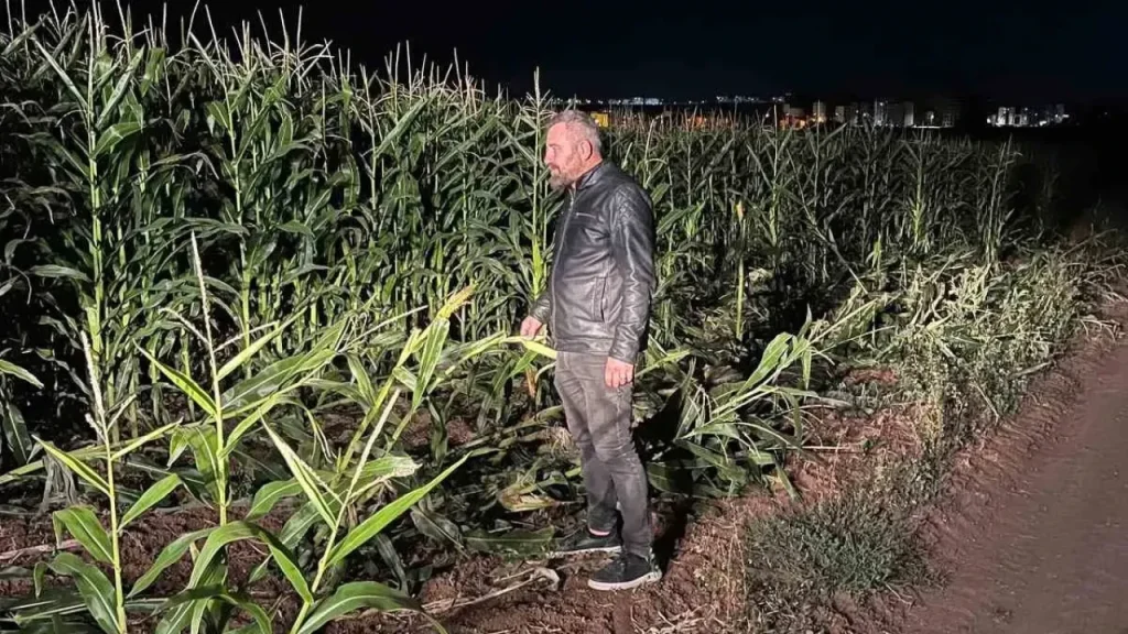 Çiftçinin Tarlasını Vuran Domuzlar Geçimini Zorluyor