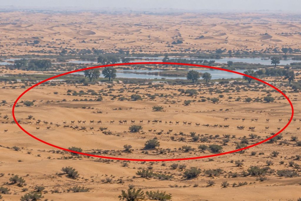 Dubai çölünde Patagonya maraları için şaşırtan kayıtlar