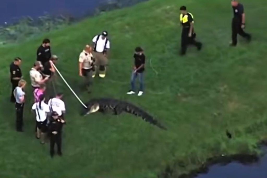 Florida göletinde timsah saldırısı: 71 yaşındaki balıkçı hayatını kaybetti