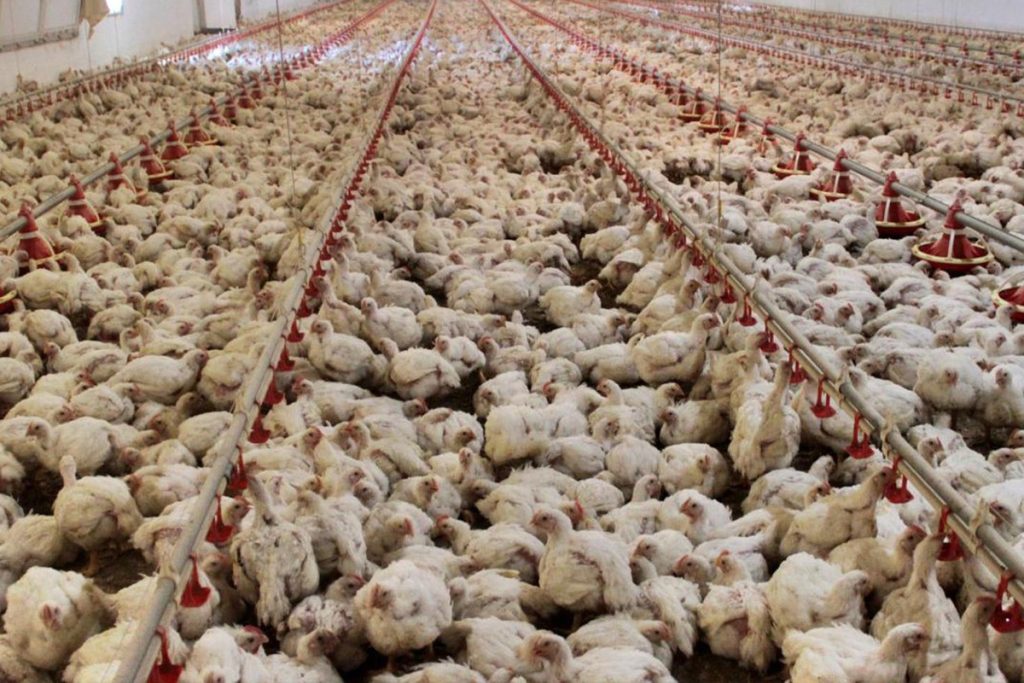 Illinois’te kuş gribi: 935 bin yumurtacı itlafı ve arz baskısı