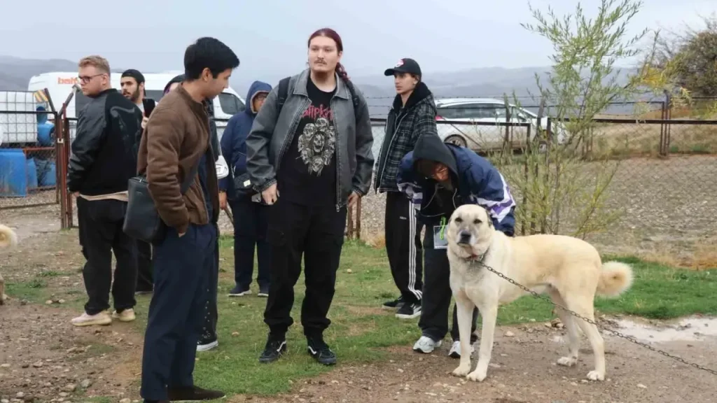 Kangal Köpekleri Sivas’ın Turizm Elçisi Olmaya Devam Ediyor