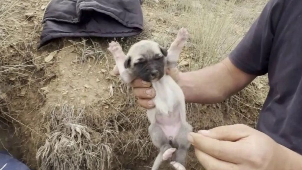 Kırsalda Kangal yavruları için yardım eli uzatıldı