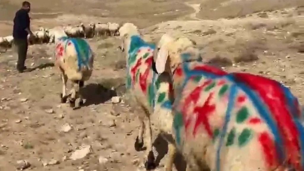 Koç Katımı Geleneğiyle Köy Ekonomisi Destekleniyor