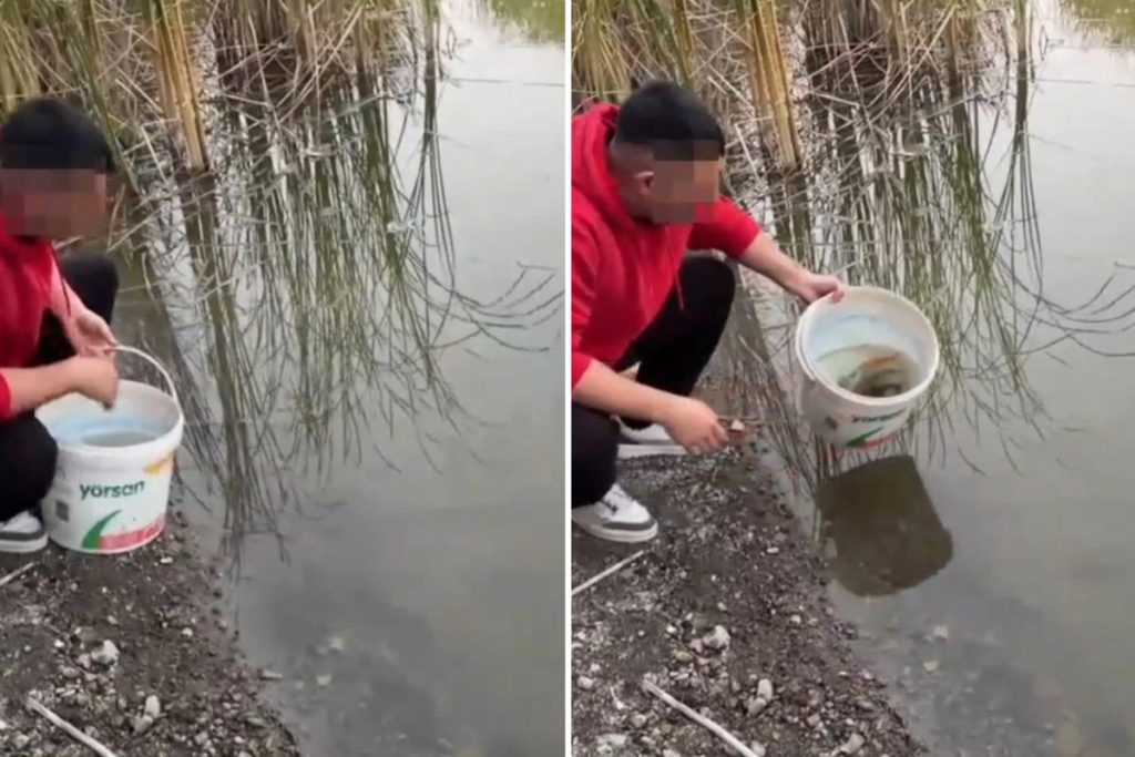 Koi Balıkları Salınması Çevreye Tehdit Oluşturdu: Tepkiler Çığ gibi