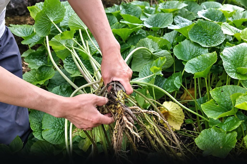 Mavi alg özütü ve gerçek wasabi ile alternatif tarımın yükselişi