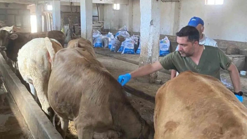 Sivas’ta Büyükbaş Hayvanlar İçin Şap Aşılama Kampanyası