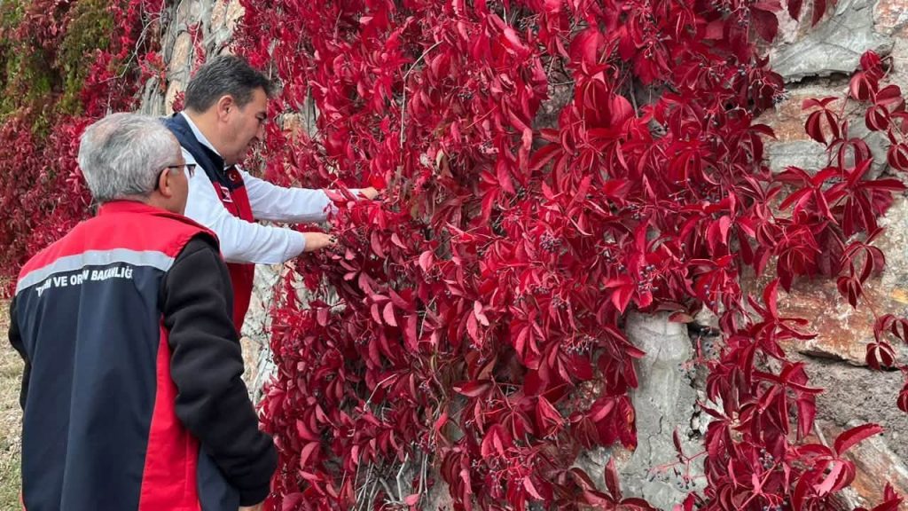 Sivas’ta kahverengi kokarca izleri sürüldü, riskler sürekli takipte