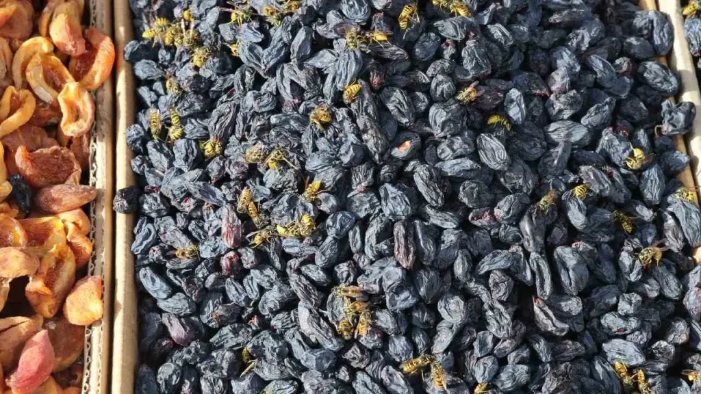 Sivas’ta Yaban Arıları Artıyor: Doğanın İşleyişi Olarak Görülüyor