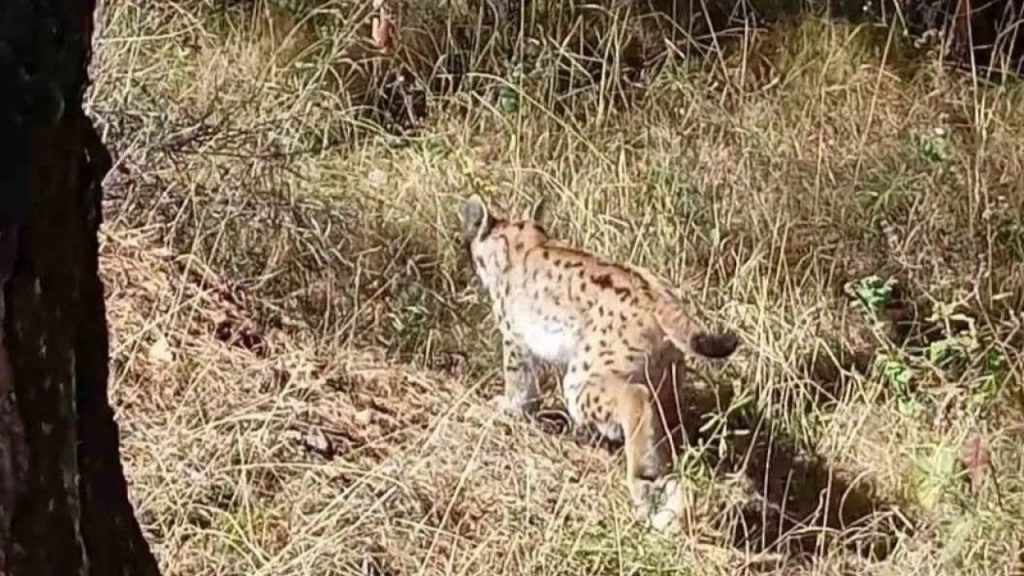 Vaşak Ailesi Tren Yolu Yakınlarında Görüntülendi