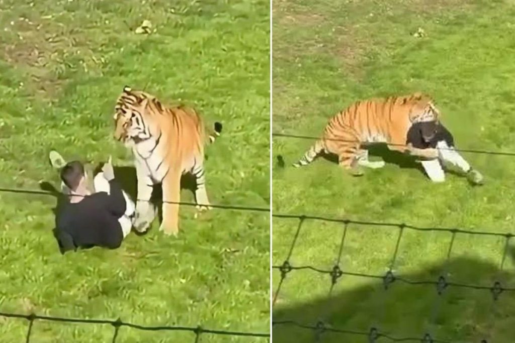 Yorkshire Vahşi Yaşam Parkı’nda Kaplan Olayı Gündemde