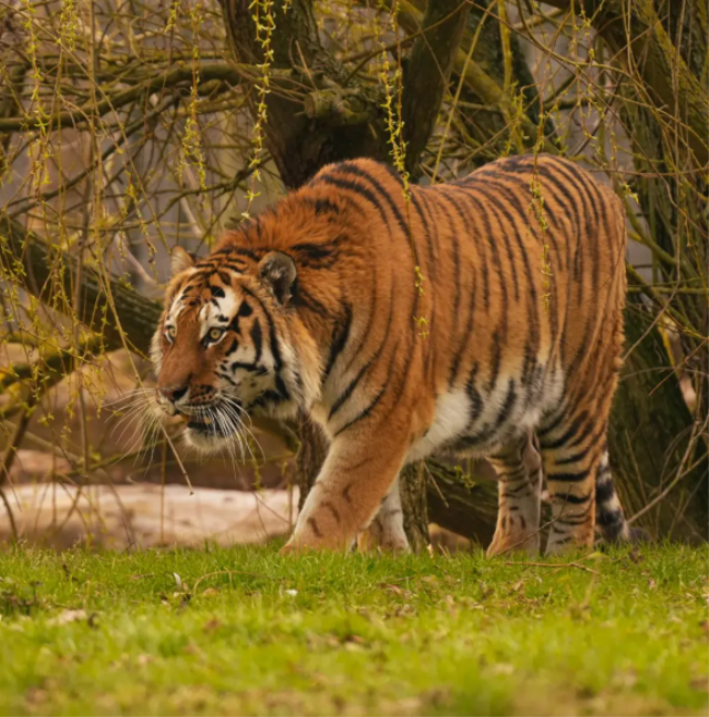 Yorkshire Wildlife Park’ta Kaplan Saldırısı Ayrıntıları