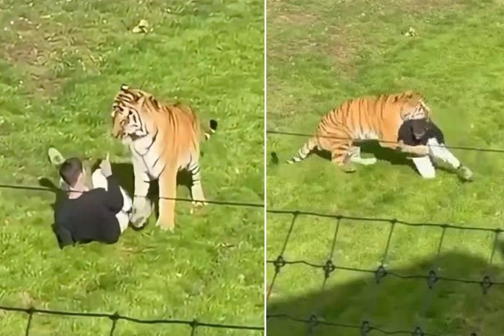 Yorkshire Wildlife Park’ta kaplan saldırısı: Olay ve sonrasına ilişkin ayrıntılar