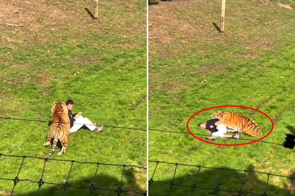 Yorkshire Wildlife Park’ta Kaplan Saldırısı ve Olayın Ardındaki Gelişmeler